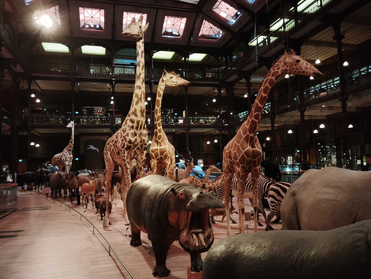 動物大行進！パリ国立自然史博物館