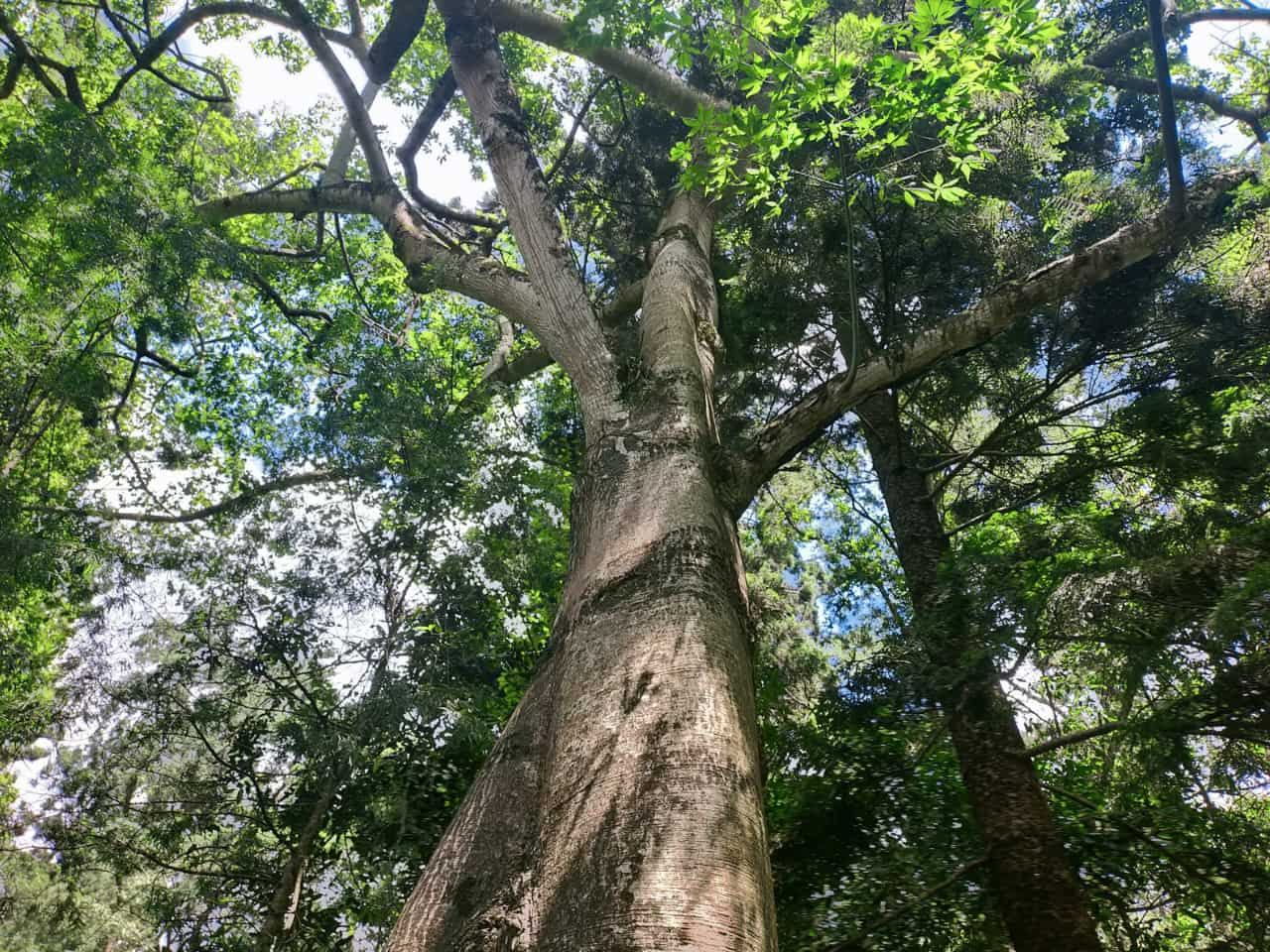 卡魯拉森林是內羅畢的綠洲