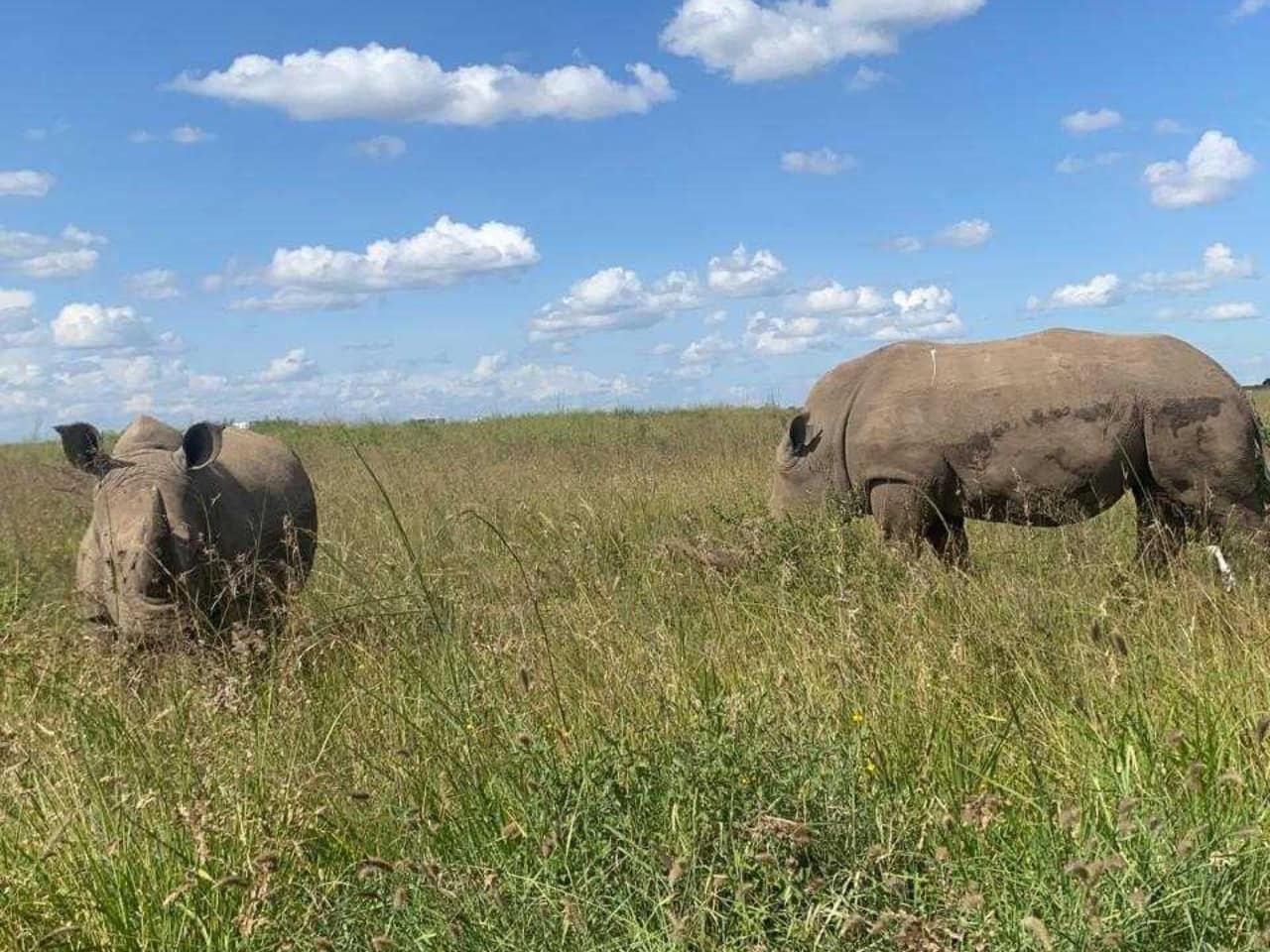 Nairobi National Park: The Closest Safari Spot to the City