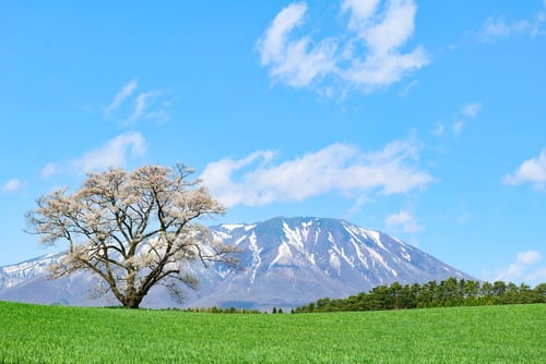 日本小岩井農場