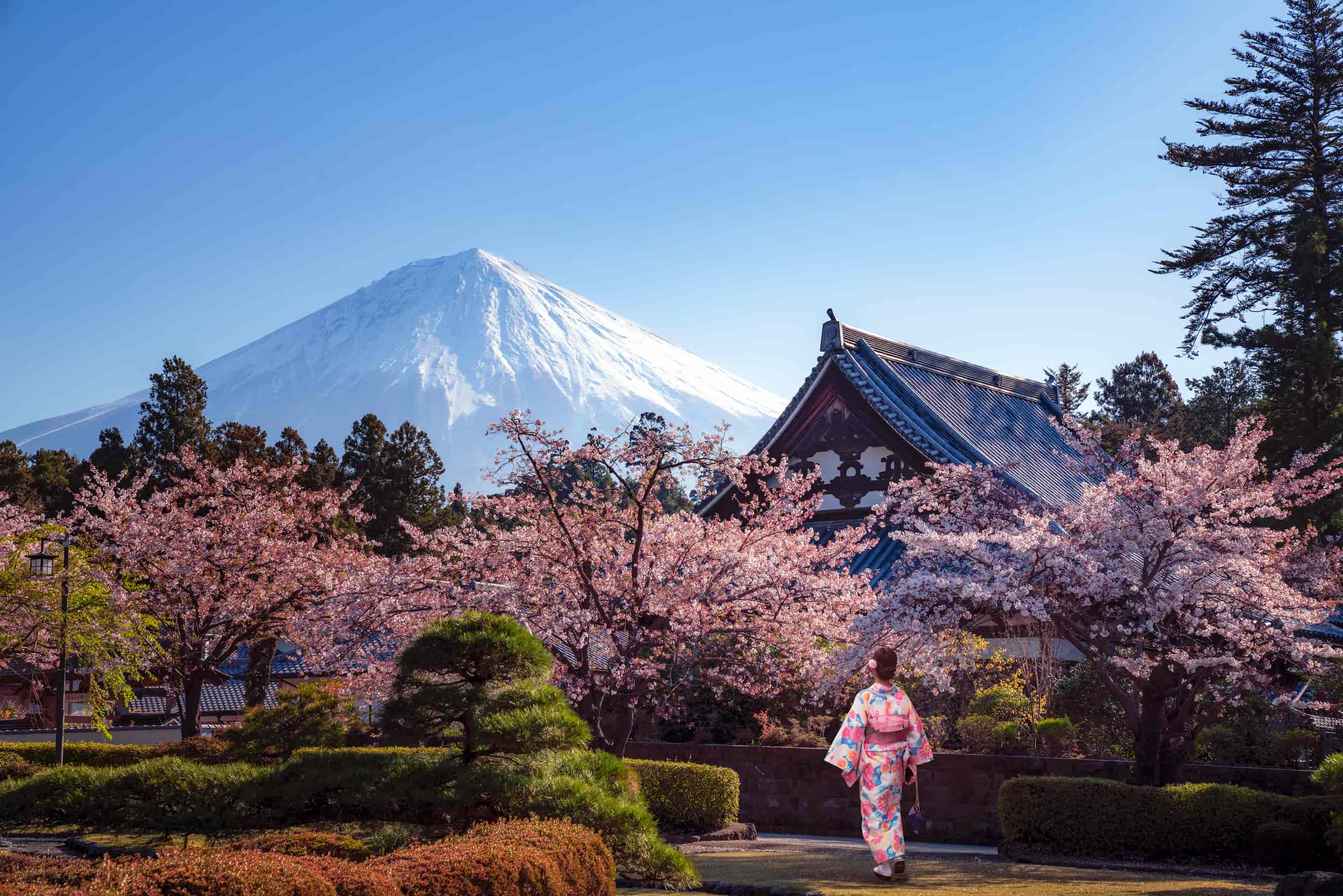 在日本靜岡縣富士宮市的大石寺觀賞櫻花與富士山的景色