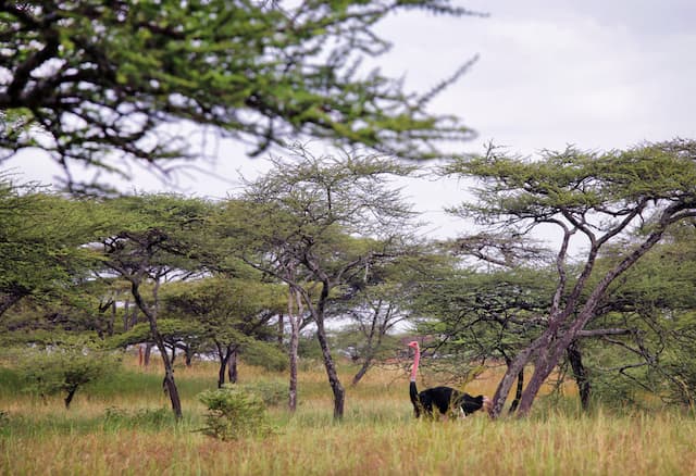 Abijatta Lake-Shala National Park, Ethiopia