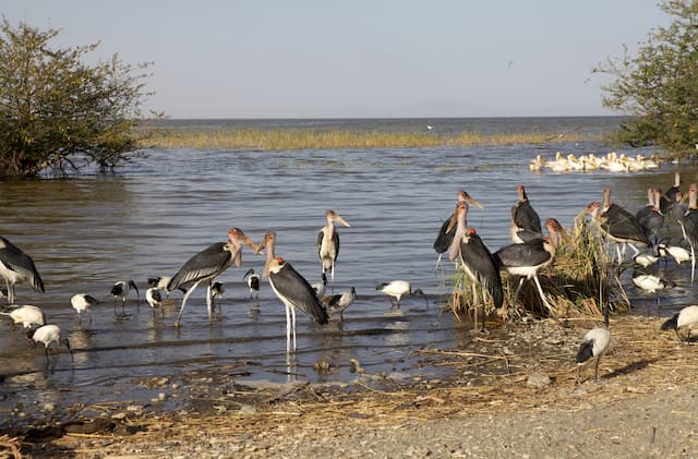 Lake Langano in Ethiopia