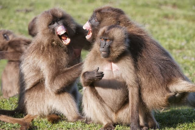 A family of Gelada baboons in Simien National Park, Ethiopia