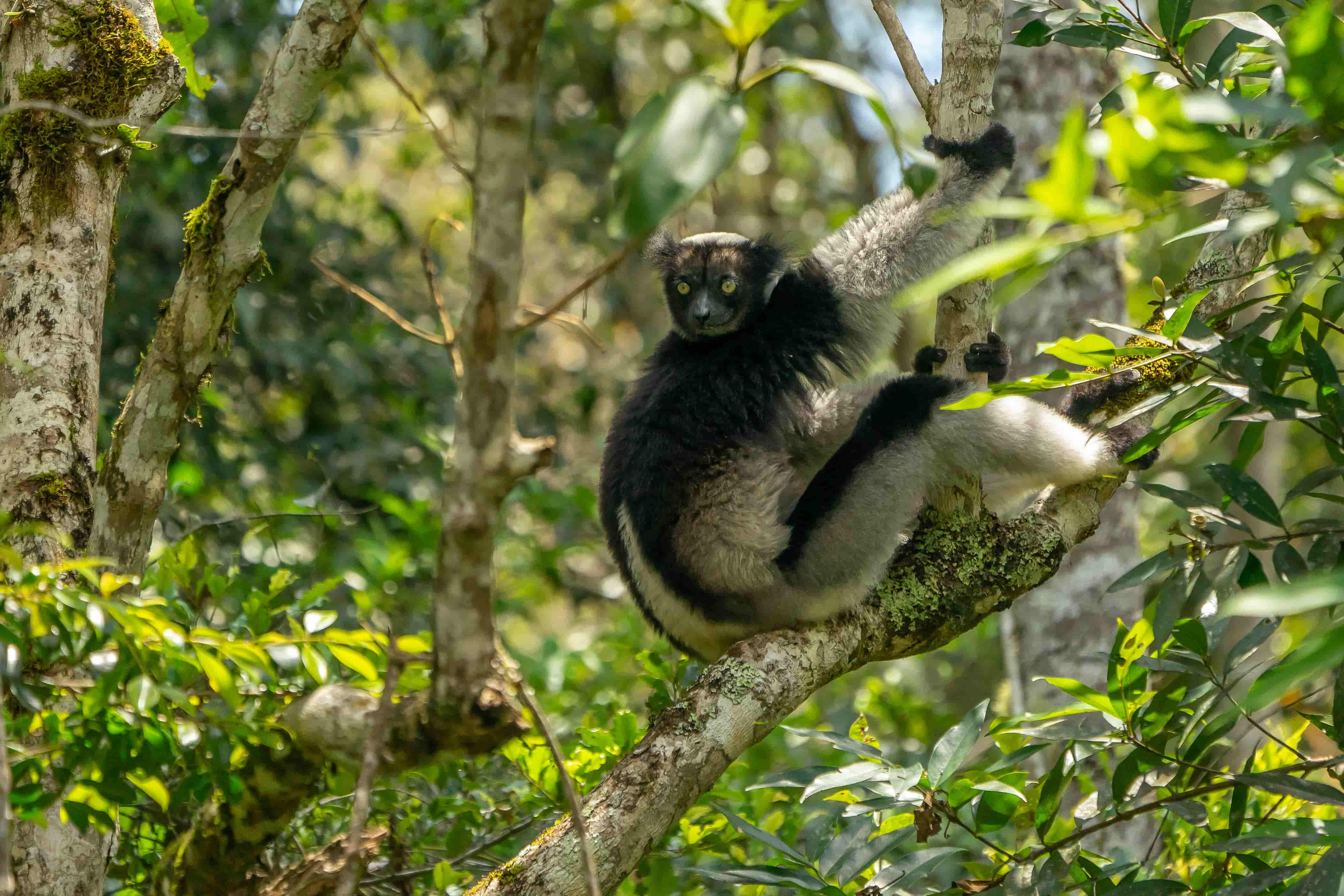 Madagascar's Indri