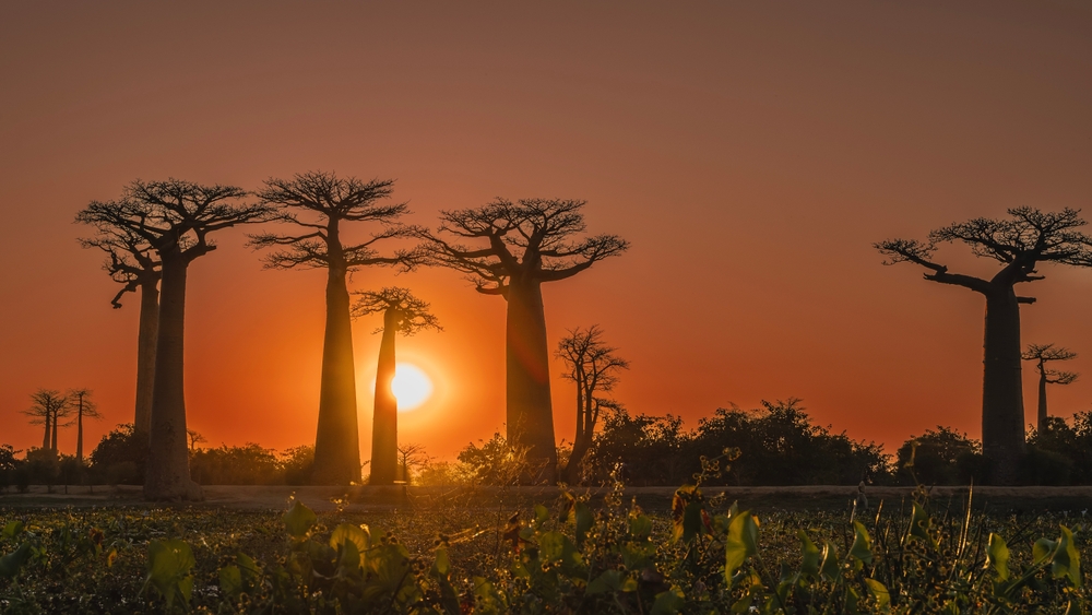 Baobabs of Morondava, Madagascar