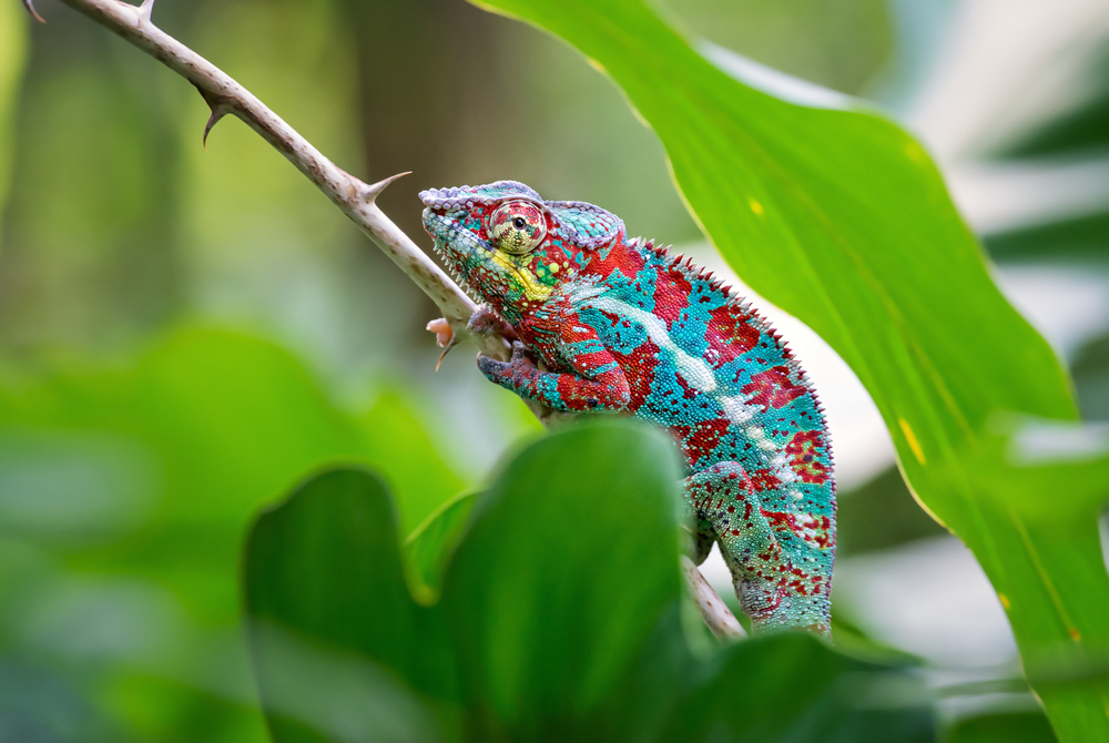 Chameleons of Madagascar