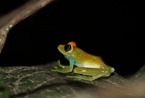 Frogs of Madagascar's Perinet Special Reserve