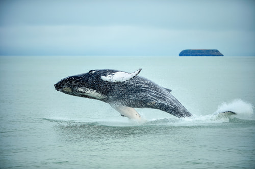 Iceland's Húsavík