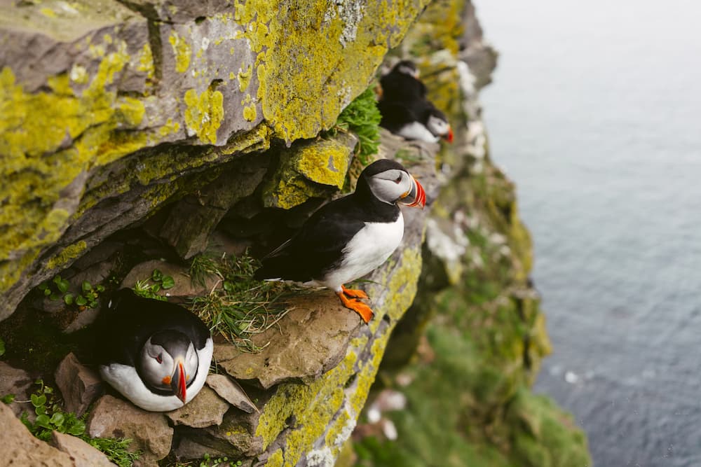 iceland puffin