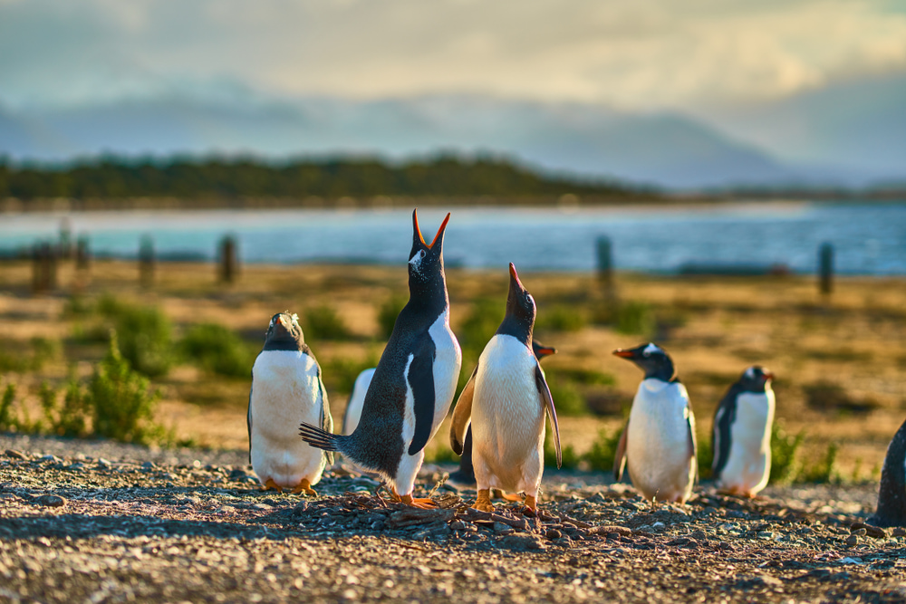 アルゼンチンのビーグル水道のペンギンたち